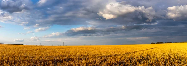 Field with young golden wheat or rye in summer sunny day with cloudy sky. — Stock Photo, Image