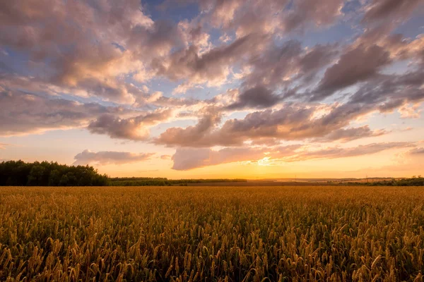 Solnedgång på fältet med unga gyllene vete eller råg med molnig himmel. — Stockfoto