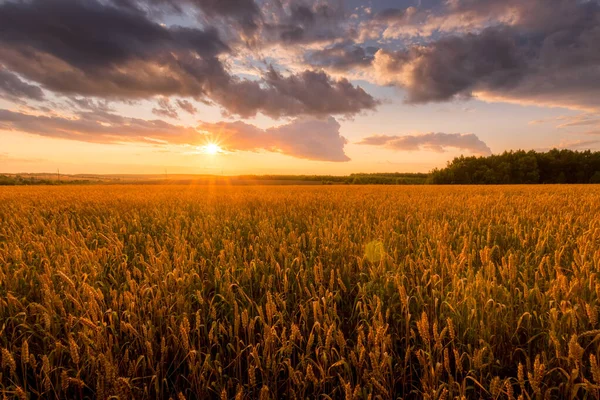 Solnedgång på fältet med unga gyllene vete eller råg med molnig himmel. — Stockfoto