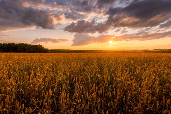 Solnedgång på fältet med unga gyllene vete eller råg med molnig himmel. — Stockfoto