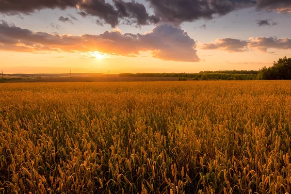 Puesta de sol en el campo con trigo dorado joven o centeno con cielo nublado . — Foto de Stock