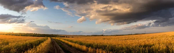 Поле з молодою золотою пшеницею або житом в літній сонячний день з хмарним небом . — стокове фото