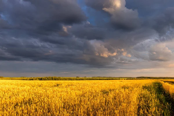 Fält med unga gyllene vete eller råg på sommaren solig dag med molnig himmel. — Stockfoto