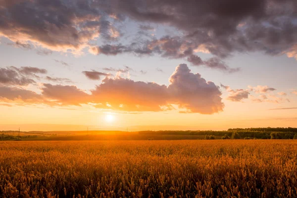 Sunset on the field with young golden wheat or rye with cloudy sky. — Stock Photo, Image