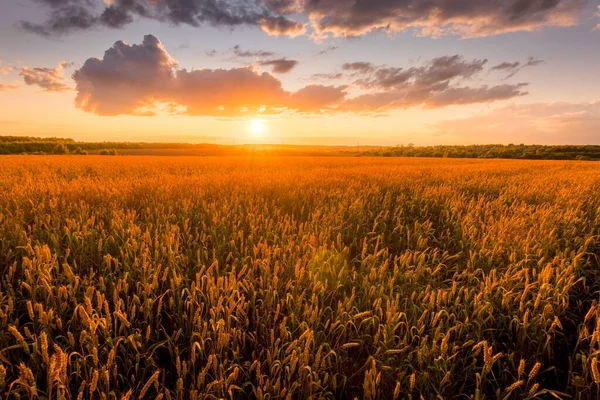 Zachód słońca na polu z młodą złotą pszenicą lub żytem z zachmurzonym niebem. — Zdjęcie stockowe