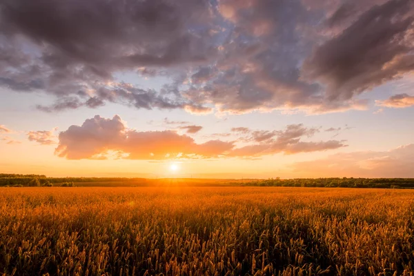 Sunset on the field with young golden wheat or rye with cloudy sky. — Stock Photo, Image