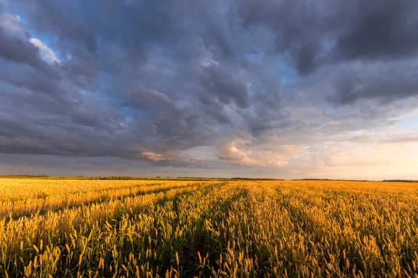 Campo con giovane grano dorato o segale in estate giornata di sole con cielo nuvoloso . — Foto Stock