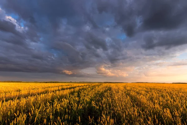 Поле з молодою золотою пшеницею або житом в літній сонячний день з хмарним небом . — стокове фото