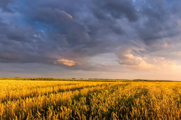 Fält med unga gyllene vete eller råg på sommaren solig dag med molnig himmel. — Stockfoto