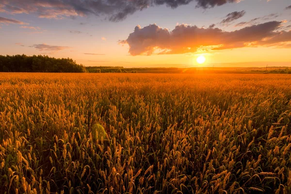 Захід сонця на полі з молодою золотою пшеницею або житлом з хмарним небом.. — стокове фото