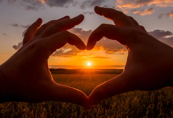 Ręce w kształcie serca przed zachodem słońca nad polem pszenicy. — Zdjęcie stockowe