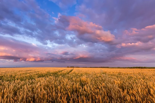 Сутінки на полі з молодою золотою пшеницею або житністю з похмурим небом . — стокове фото