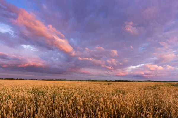 Twilight på fältet med unga gyllene vete eller råg med molnig himmel. — Stockfoto