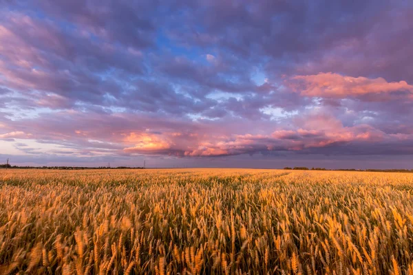 Alkonyat a mezőn fiatal arany búza vagy rozs felhős ég. — Stock Fotó