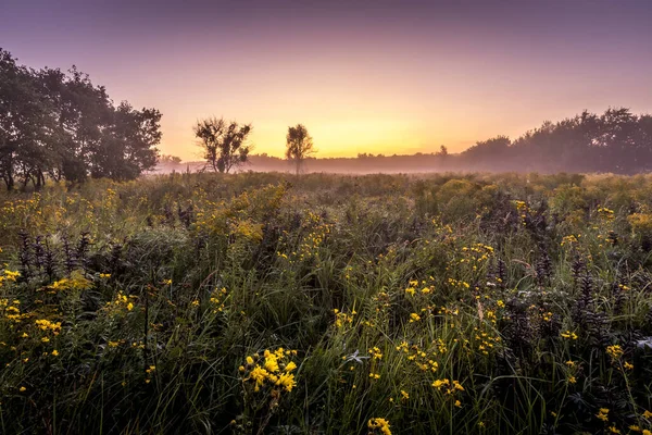 Crepúsculo em um campo coberto de flores na manhã de verão com nevoeiro . — Fotografia de Stock