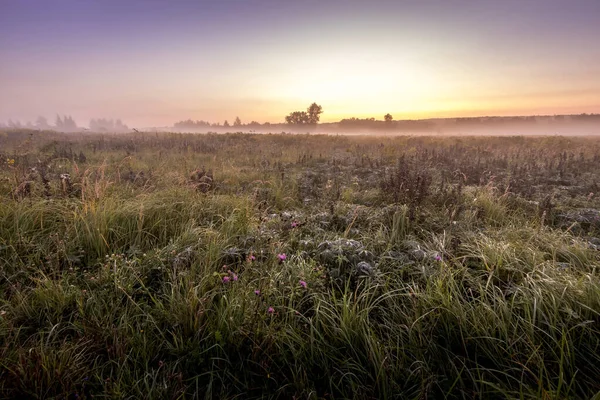 Crepúsculo en un campo cubierto de flores en la mañana de verano con niebla . —  Fotos de Stock