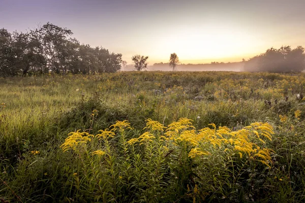 Twilight on a field covered with flowers in summer morning with fog.