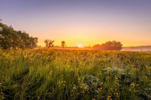 Salida del sol en un campo cubierto de flores en la mañana de verano con niebla . — Foto de Stock