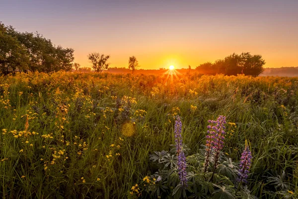 Nascer do sol em um campo coberto de flores na manhã de verão com nevoeiro . — Fotografia de Stock