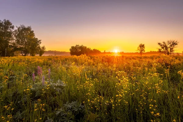 Salida del sol en un campo cubierto de flores en la mañana de verano con niebla . — Foto de Stock