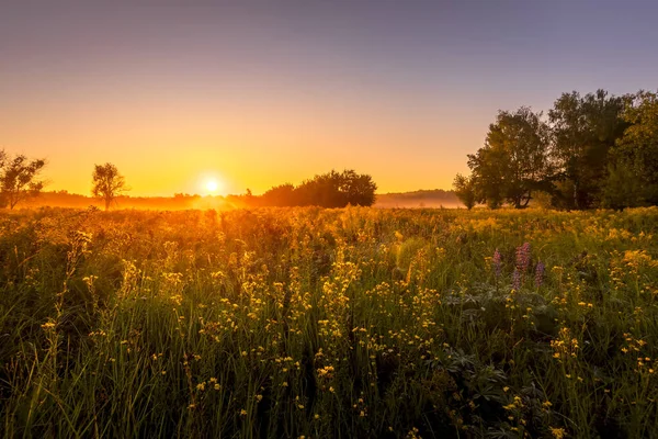 Sunrise on a field covered with flowers in summer morning with fog. — Stock Photo, Image