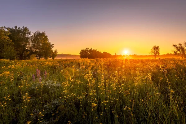 Sunrise on a field covered with flowers in summer morning with fog. — Stock Photo, Image