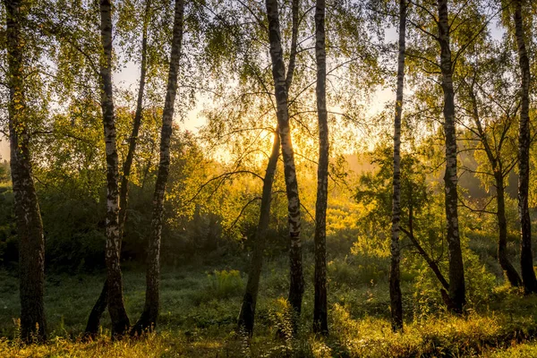 Wschód słońca w brzozowym lesie w słoneczny letni poranek z mgłą. — Zdjęcie stockowe