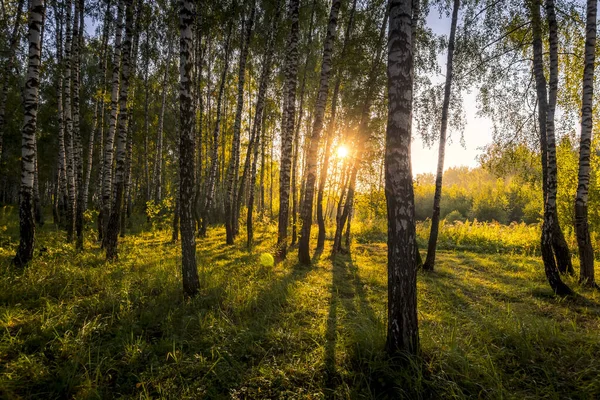 Napkelte a nyírfa erdőben egy napos nyári reggelen köddel. — Stock Fotó