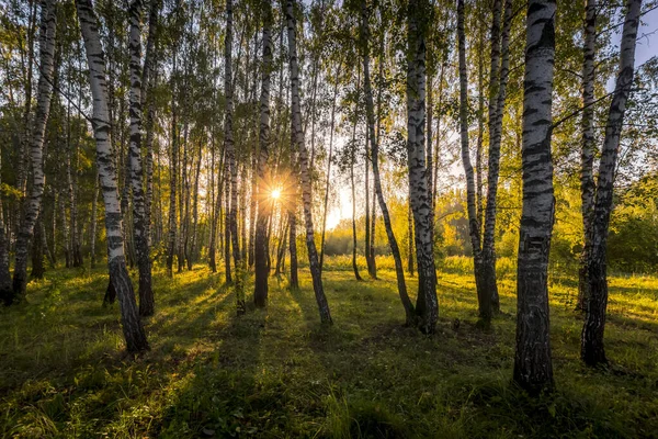 Salida del sol en un bosque de abedules en una soleada mañana de verano con niebla . — Foto de Stock