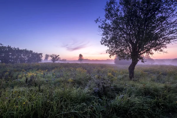 Crepúsculo en un campo cubierto de flores en la mañana de verano con niebla . —  Fotos de Stock