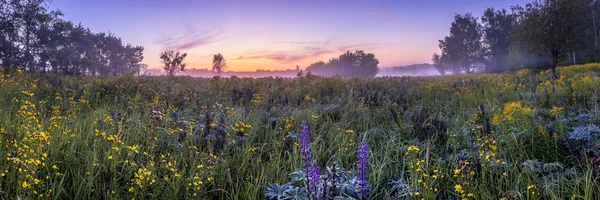 Twilight on a field covered with flowers in summer morning with fog.