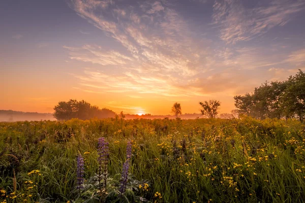 Salida del sol en un campo cubierto de flores en la mañana de verano con niebla . — Foto de Stock