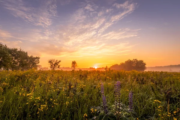 Salida del sol en un campo cubierto de flores en la mañana de verano con niebla . — Foto de Stock