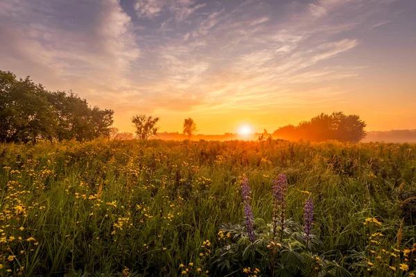 Salida del sol en un campo cubierto de flores en la mañana de verano con niebla . — Foto de Stock