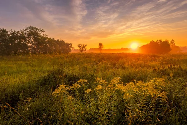 Lever de soleil sur un champ couvert de fleurs le matin d'été avec du brouillard . — Photo