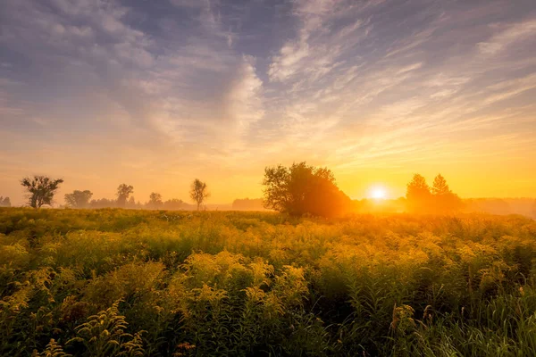 Восход солнца на поле, покрытом цветами летом утром с туманом . — стоковое фото