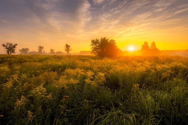 Nascer do sol em um campo coberto de flores na manhã de verão com nevoeiro . — Fotografia de Stock