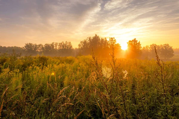 Salida del sol en un campo cubierto de flores en la mañana de verano con niebla . — Foto de Stock