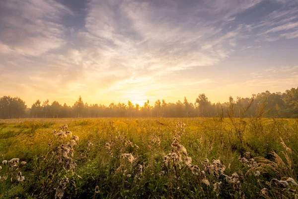 Sunrise on a field covered with flowers in summer morning with fog. — Stock Photo, Image