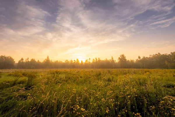 Wschód słońca na polu pokrytym kwiatami w letni poranek z mgłą. — Zdjęcie stockowe