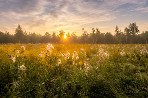 Yaz sabahı çiçeklerle kaplı bir tarlada gün doğumu sisle kaplıydı.. — Stok fotoğraf