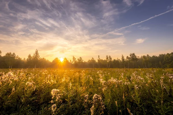 Sunrise on a field covered with flowers in summer morning with fog. — Stock Photo, Image