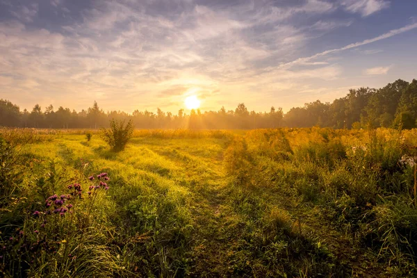 Wschód słońca na polu pokrytym kwiatami w letni poranek z mgłą. — Zdjęcie stockowe