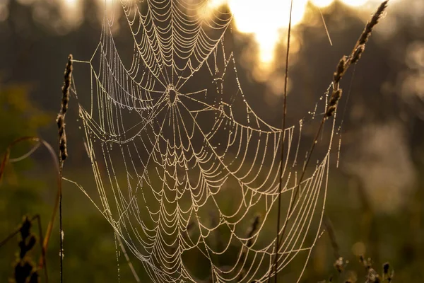 Tela de araña contra el amanecer en el campo cubierto de nieblas . — Foto de Stock