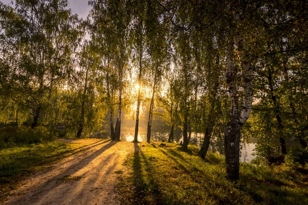 Salida del sol en un bosque de abedules en una soleada mañana de verano con niebla . — Foto de Stock