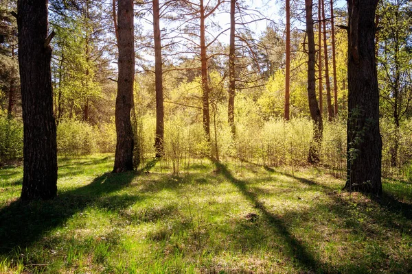 Sushine na floresta de pinheiros de primavera com árvores e grama . — Fotografia de Stock