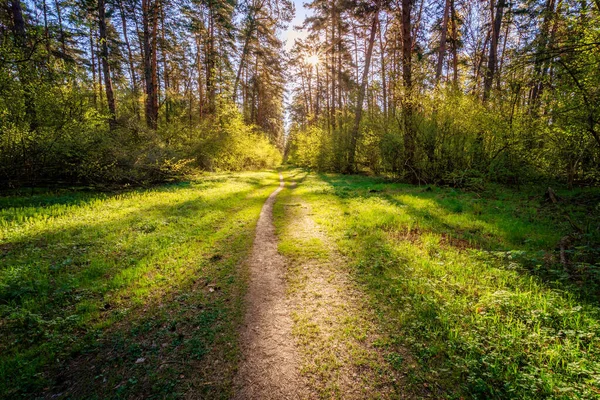 Sushine en el bosque de pinos de primavera con sendero y hierba . — Foto de Stock