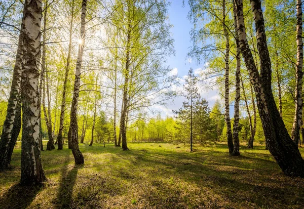 Березовый лес с молодыми листьями весной . — стоковое фото