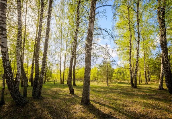 Birkenwald mit jungen Blättern im Frühling. — Stockfoto
