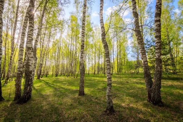 Березовий ліс з молодим листям навесні. — стокове фото